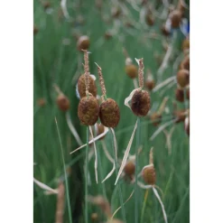 Plantiflor Zwerg-Rohrkolben Topf Durchmesser 13 cm