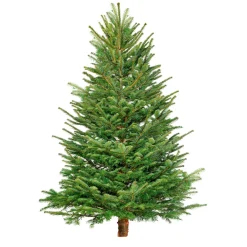 Plantiflor BIO Nordmanntanne 200-250 cm