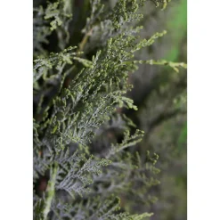 Plantiflor Blaue Säulenzypresse Topf Durchmesser 17 cm