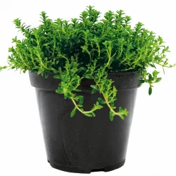 Plantiflor Bohnenkraut T14