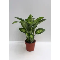 Plantiflor Dieffenbachie 80 cm Topf 24 cm