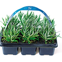 Plantiflor Echter Lavendel 6er-Pack