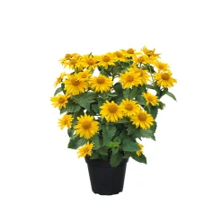 Plantiflor Garten-Sonnenauge C3