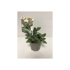 Plantiflor Gourmet Aroma-Salbei T12