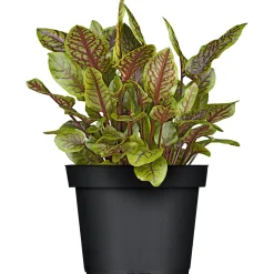 Plantiflor Gourmet Echter Sauerampfer grünlaubig T12