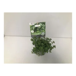 Plantiflor Gourmet Zitronenthymian grünlaubig und gold T12