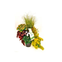 Plantiflor Herbstgarten 6er-Pack Topf Durchmesser 9 cm