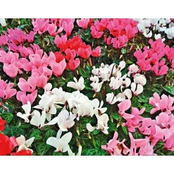 Plantiflor Herbstgarten 6er-Pack Topf Durchmesser 9 cm