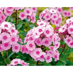 Plantiflor Hohe Flammenblume Topf- Durchmesser 19 cm