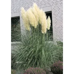 Plantiflor Kleines Pampasgras Pumila Topf Durchmesser 23 cm