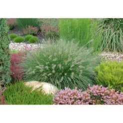 Plantiflor Lamputzergras Hameln Topf Durchmesser 17 cm