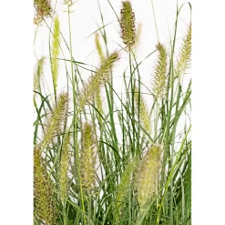 Plantiflor Lamputzergras Hameln Topf Durchmesser 17 cm