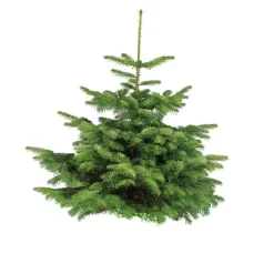 Plantiflor Nordmanntanne auf Holzkreuz 80-100 cm