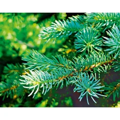 Plantiflor Nordmanntanne auf Holzkreuz 80-100 cm