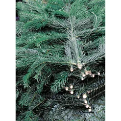 Plantiflor Tannenzweige Blaue Edeltanne Handbund 500 g