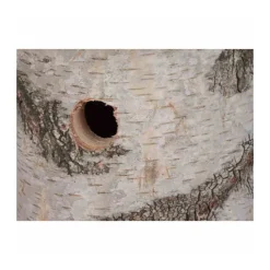 Siena Garden Nistkasten Birke 32 mm