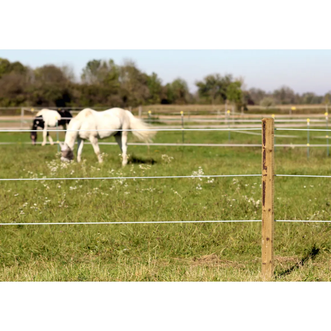 Stahldraht Premium Horse Wire 250 m