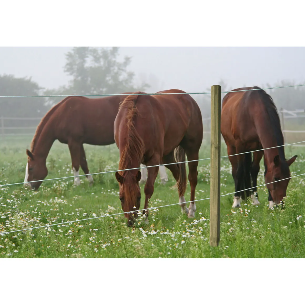 Stahldraht Premium Horse Wire 250 m