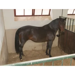 Stallüberwachungs-Kamera IPCam 2.0 schwarz