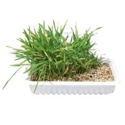 Trixie Katzengras Schale 100g