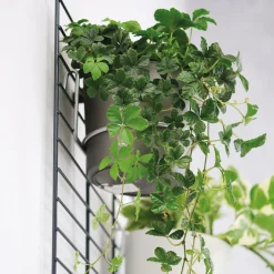 Wandgarten Fermo Gitter