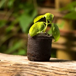 Windhager Anzucht-Quelltabs 3,5x3,5x0,6 cm 50 Stück