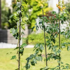 Windhager Fiberglas Pflanzstab 90 cm Durchmesser 8 mm