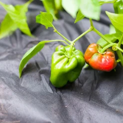 Windhager Mulch-Vlies 1,2x10 m schwarz