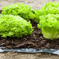 Windhager Unkrautfolie Antiweed 15x0,9 m