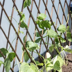 Windhager Weide-Spalier 120x180 cm